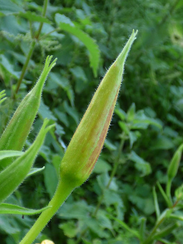 Oenothera glazioviana